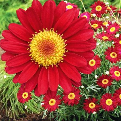 Argyranthemum frutescens 'Aramis® Red' - Põõsas-hõbekakar 'Aramis® Red' P9/0,55L